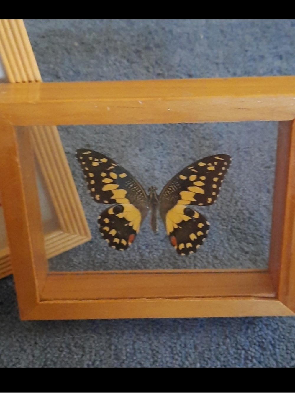 Vintage Framed Real Butterflies - Picture 3 of 4